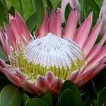 Plantar y cultivar plantas australianas