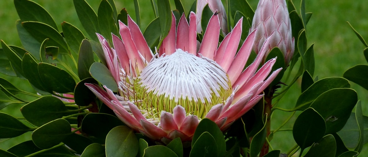 Plantar y cultivar plantas australianas