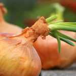 Cosechar y conservar ajo, cebolla y cebolla chalota.