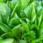 Cómo cultivar endibia con éxito