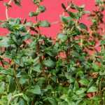 La siembra de hierbas aromáticas