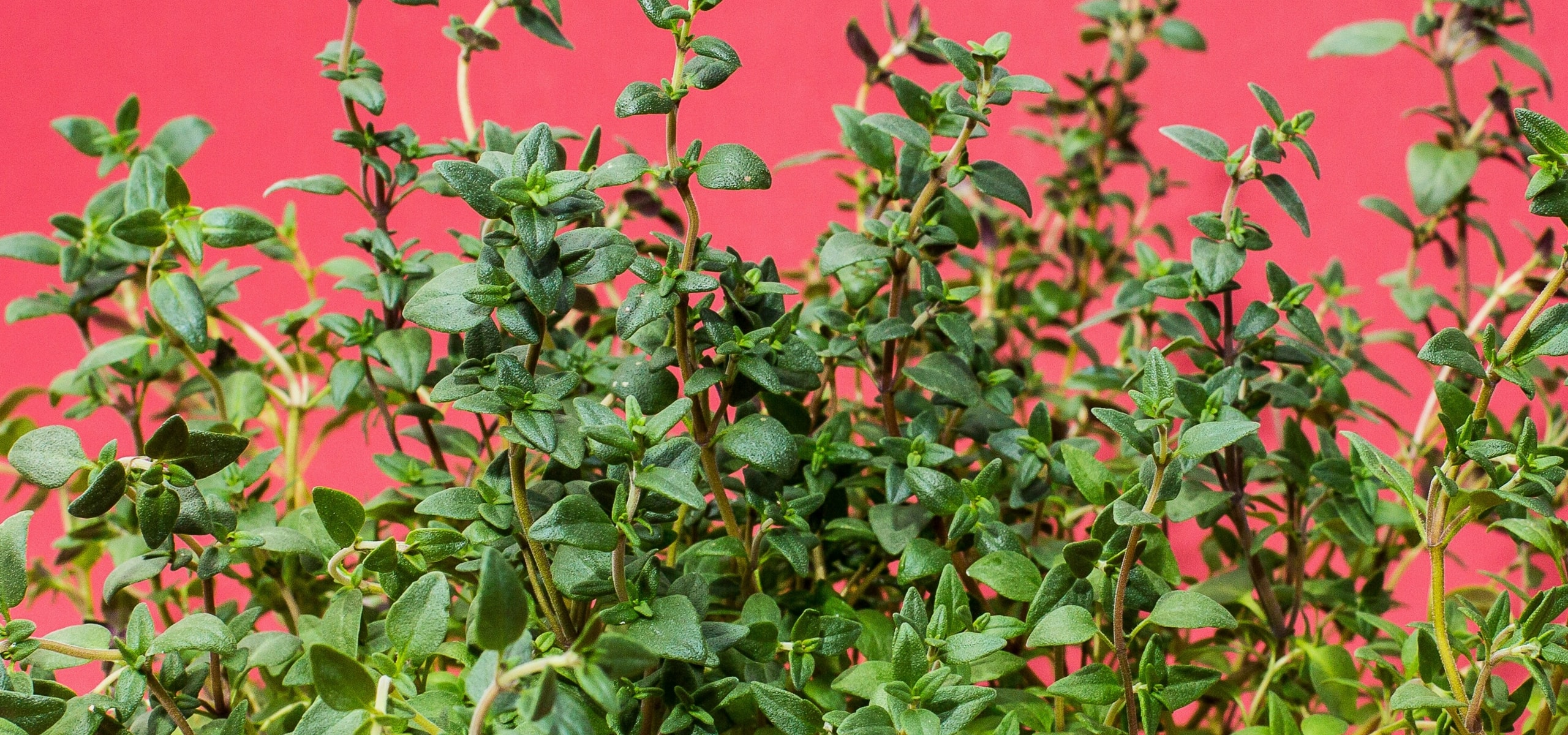 La siembra de hierbas aromáticas