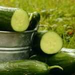 Cómo triunfar en el cultivo de pepinos y pepinillos