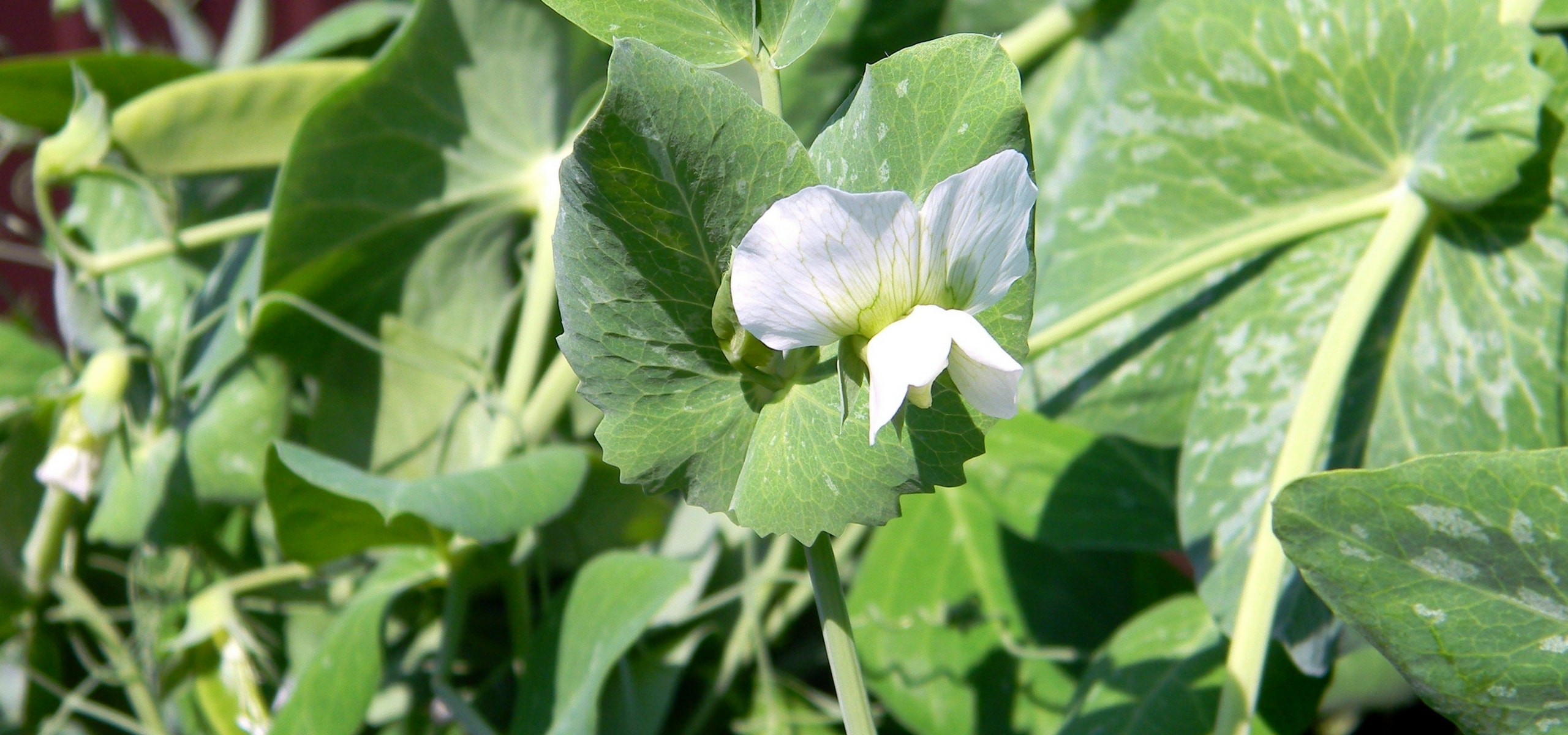 Cómo cultivar guisantes verdes con éxito