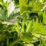 Apio nabo, apio de rama: sembrar, plantar, cultivar, cosechar