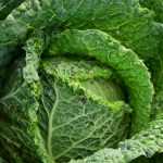 Cultivar repollo y repollo milanés