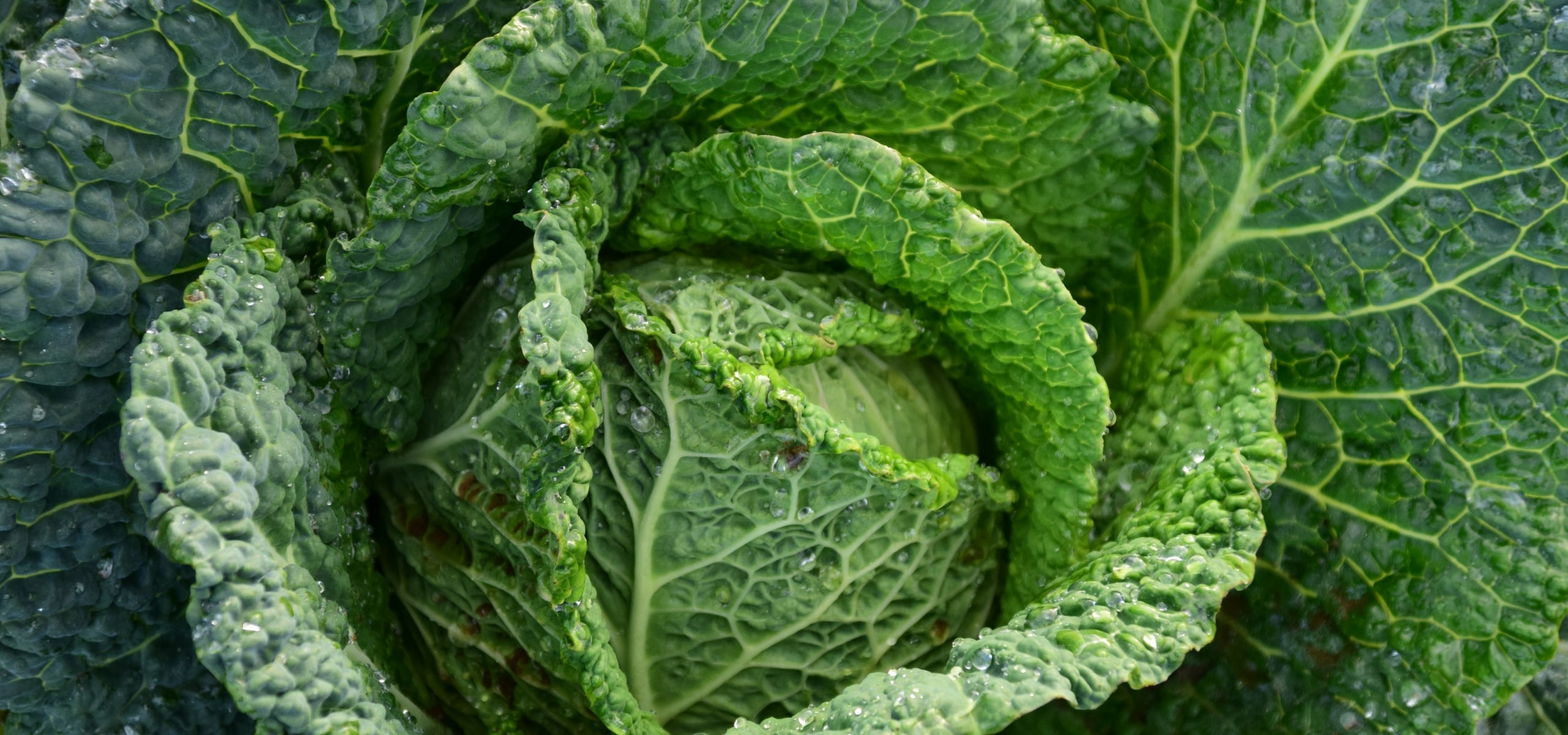 Cultivar repollo y repollo milanés