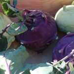 Cómo cultivar colirrábano