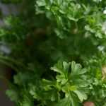Cómo cultivar perejil con éxito