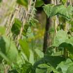 Rodrigar variedades de hortalizas trepadoras.