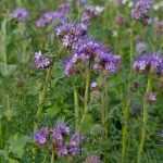 Abonos verdes: ¿por qué y cómo?