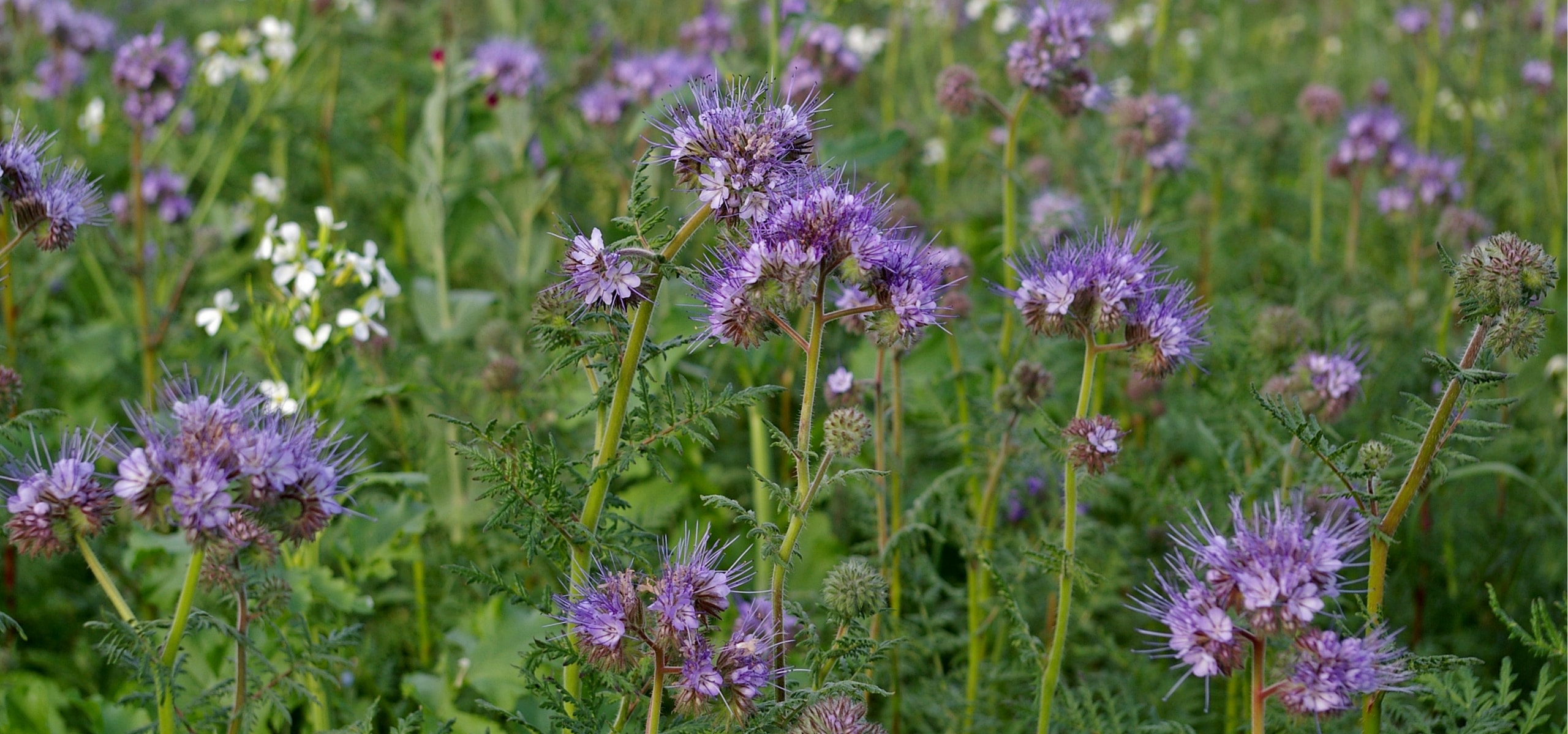 Abonos verdes: ¿por qué y cómo?