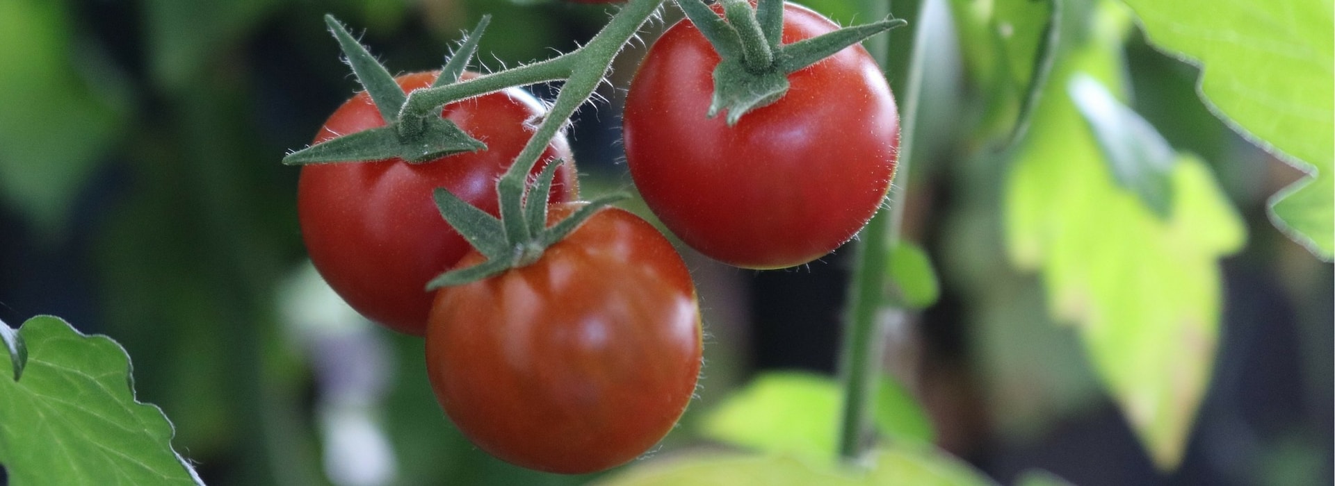 Cultivar tomates con éxito
