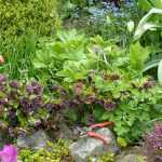 El mantenimiento de los Heléboros de Oriente en 5 gestos simples