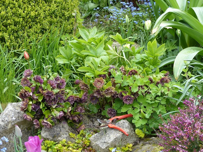 El mantenimiento de los Heléboros de Oriente en 5 gestos simples