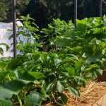 Rotación de cultivos