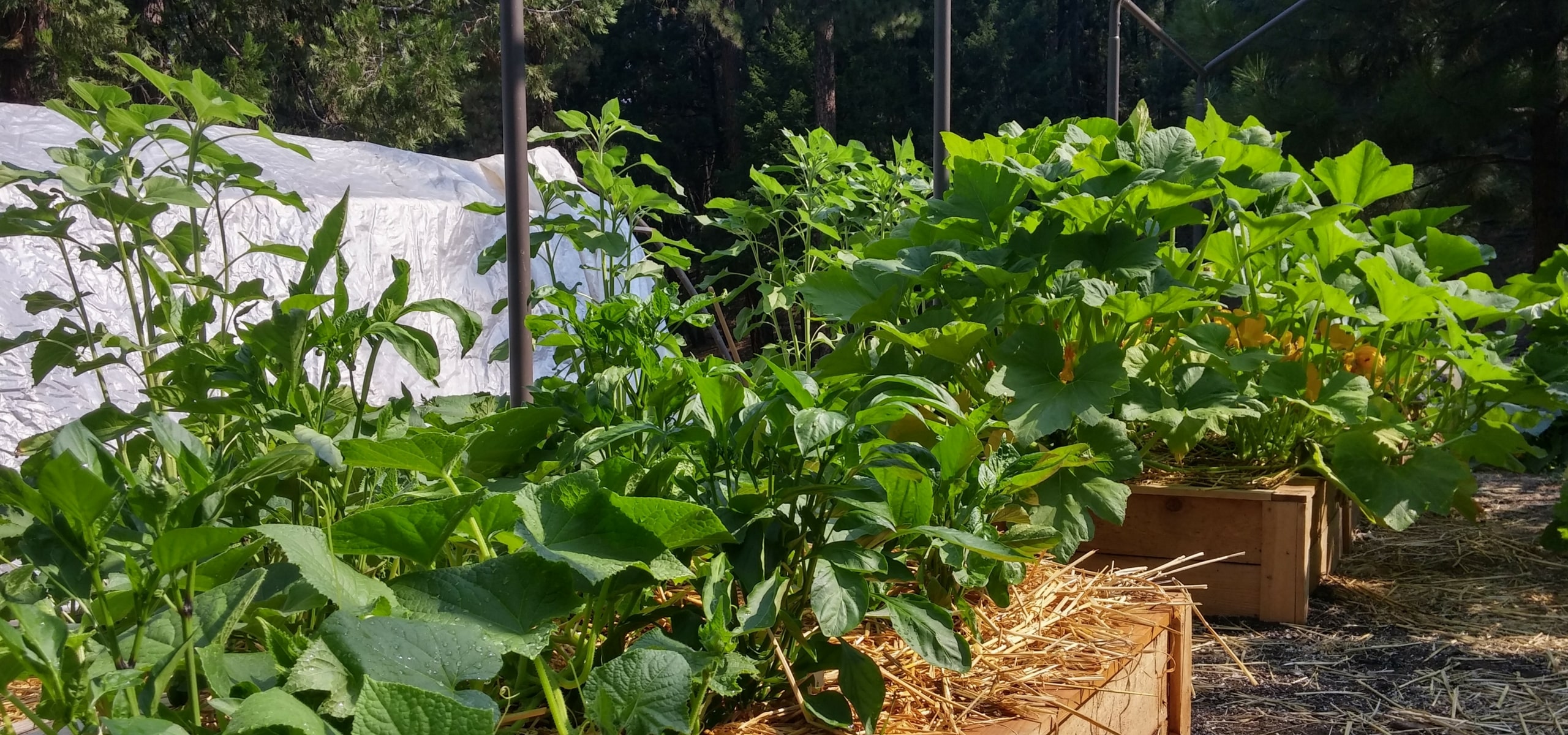 Rotación de cultivos