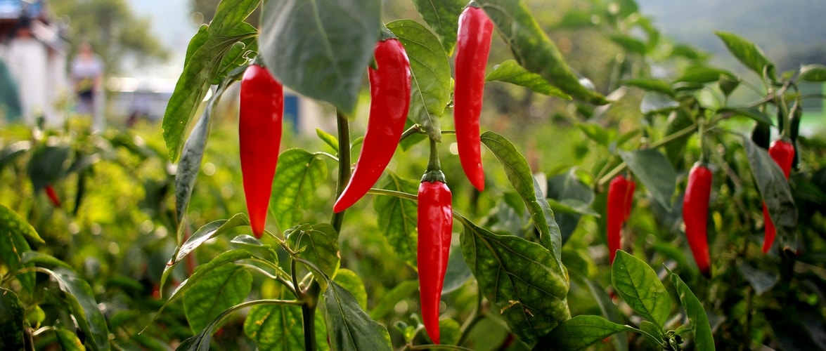 elegir tus chiles según su picor