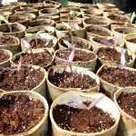 Siembras tempranas en el huerto: ¡Vamos!