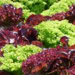 Cómo cultivar lechugas con éxito