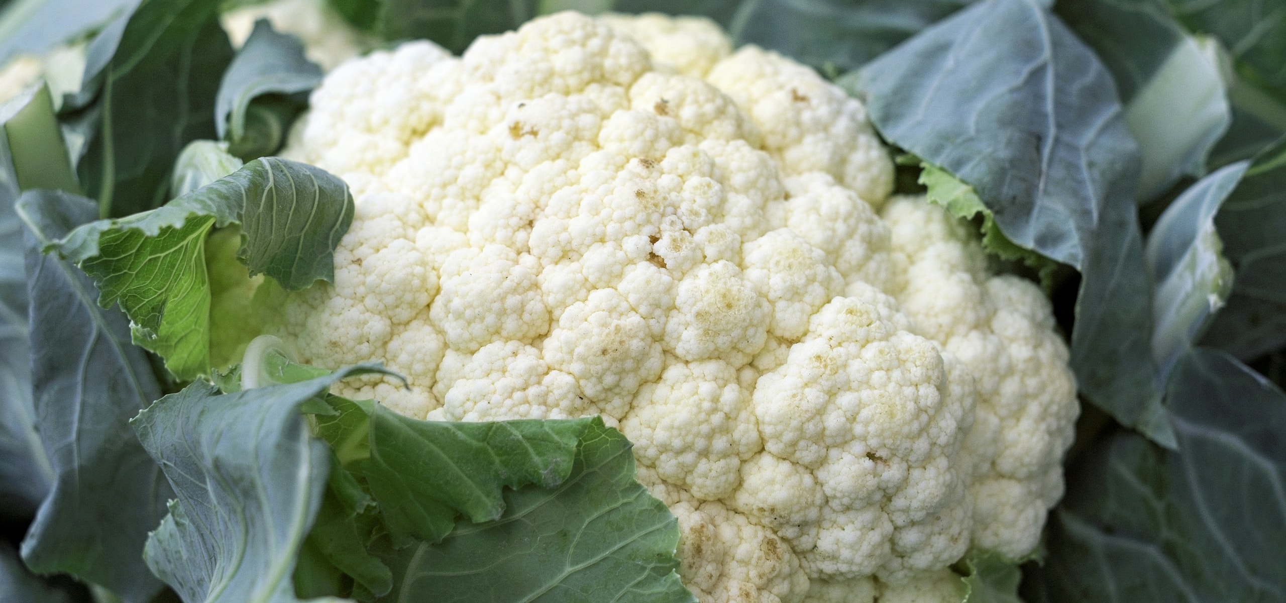 Lograr cultivo de la coliflor y del brócoli