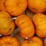 La siembra de calabazas y calabacines