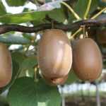 Cultivar Kiwi