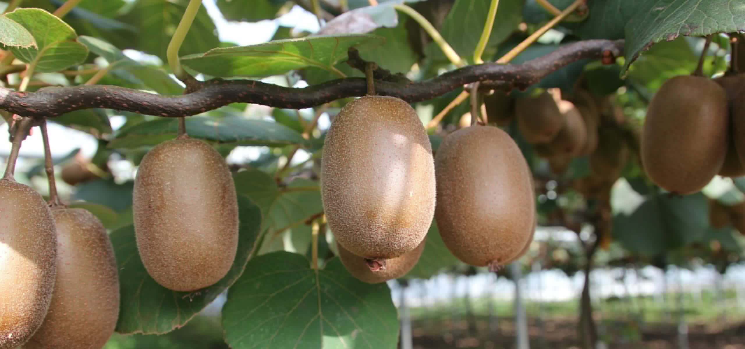 Cultivar Kiwi