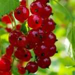 Cultivar frutos del bosque