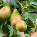 Peral: plantación, poda y mantenimiento