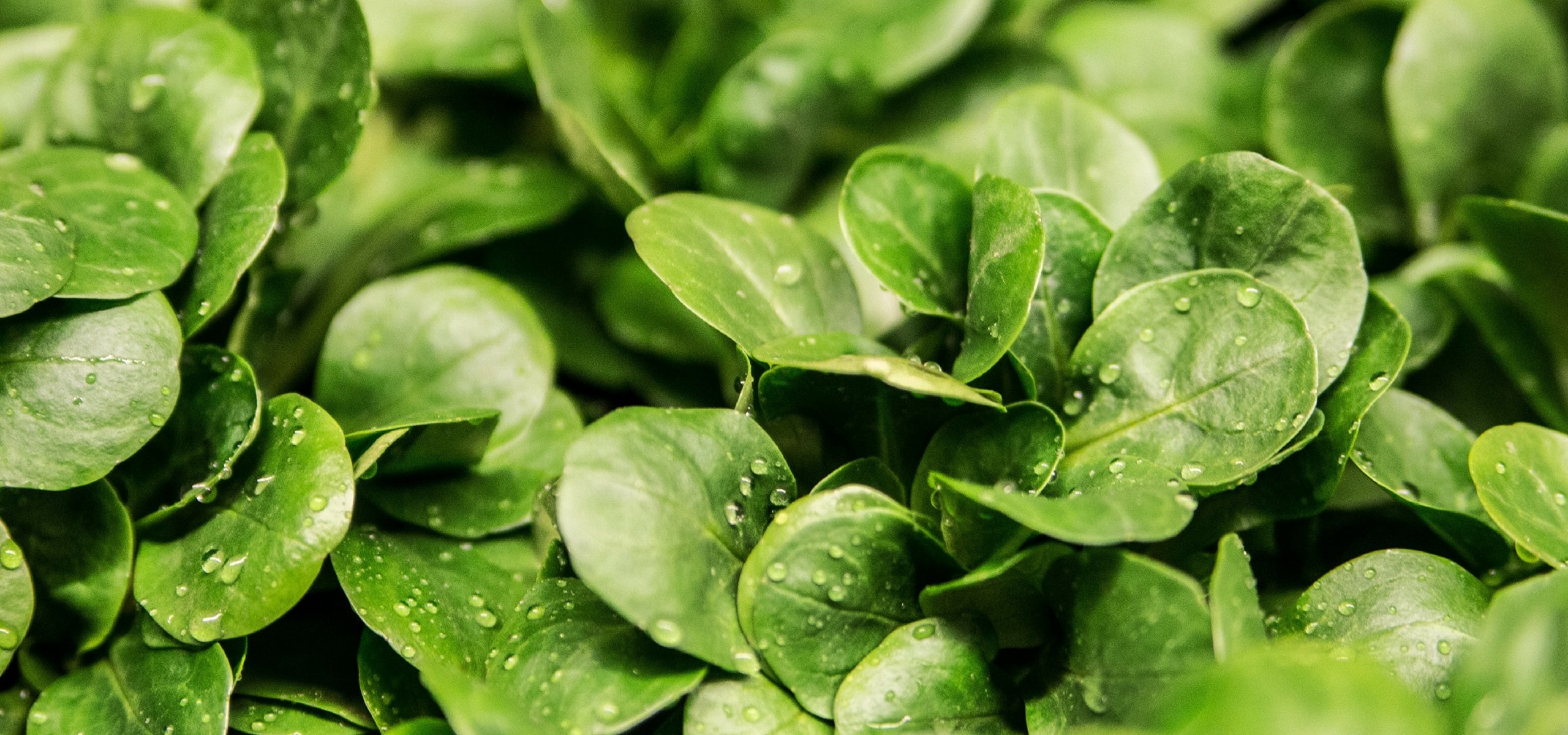 Triunfar en el cultivo de canónigos