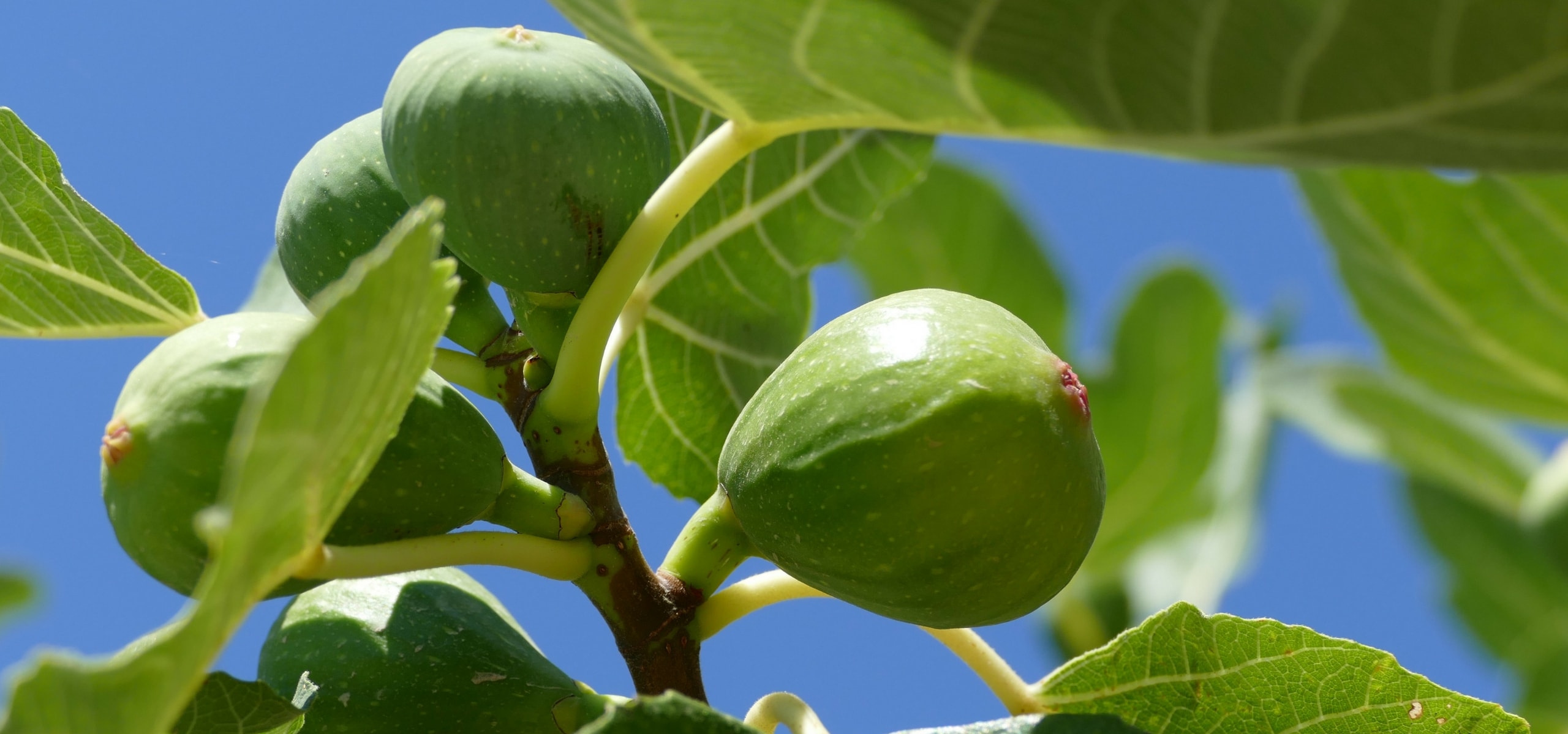 Higuera: Plantación, poda y mantenimiento