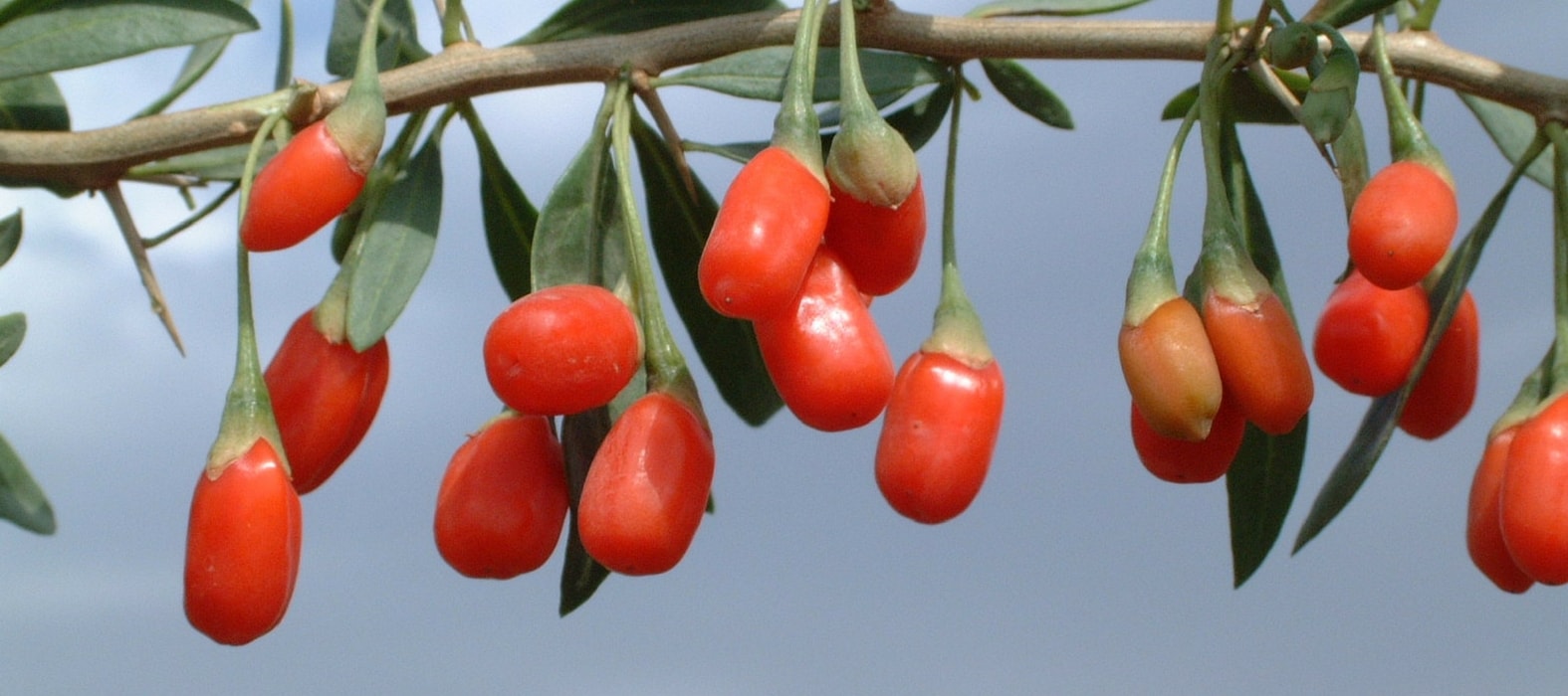 Cultivo, cosecha y secado de las bayas de Goji