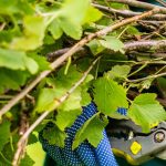 Poda de grosellas negras: cuándo y cómo hacerla correctamente