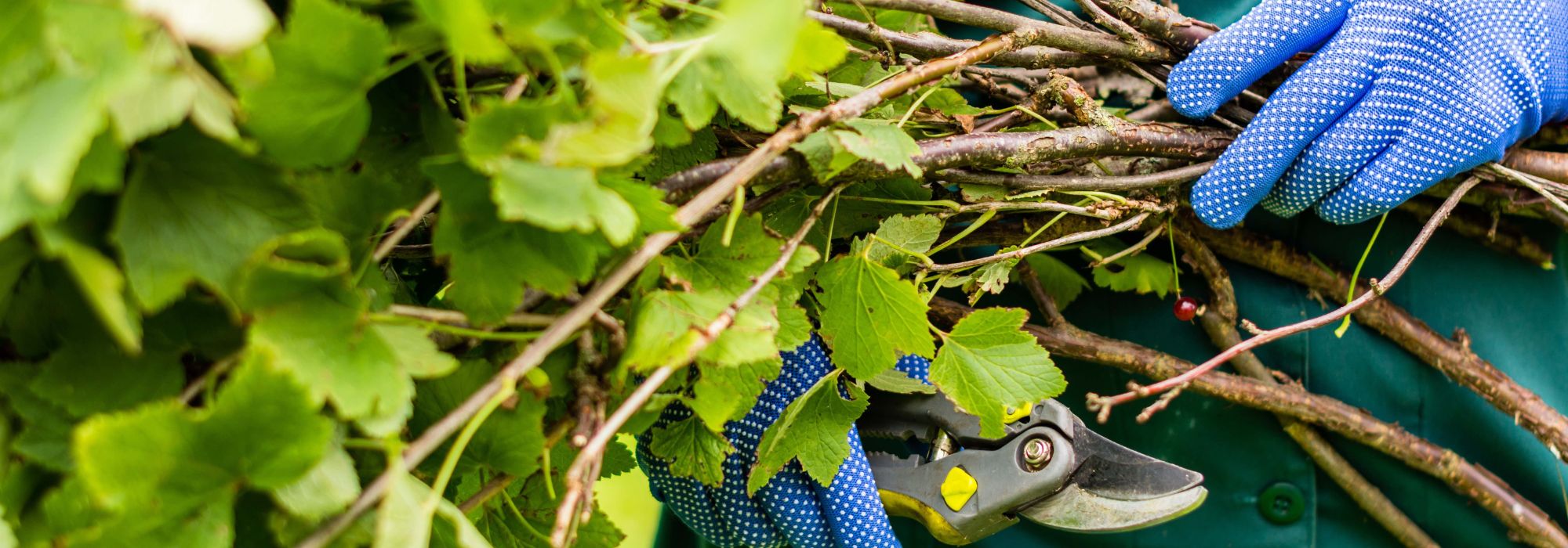 Poda de grosellas negras: cuándo y cómo hacerla correctamente