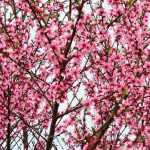 Melocotonero y Nectarina enana: plantación, poda y mantenimiento