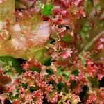 Lograr el cultivo de lechugas