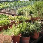 Aromáticas: 5 buenas formas de integrarlas en el jardín