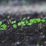 Sembrar a temperatura cálida o en cama caliente