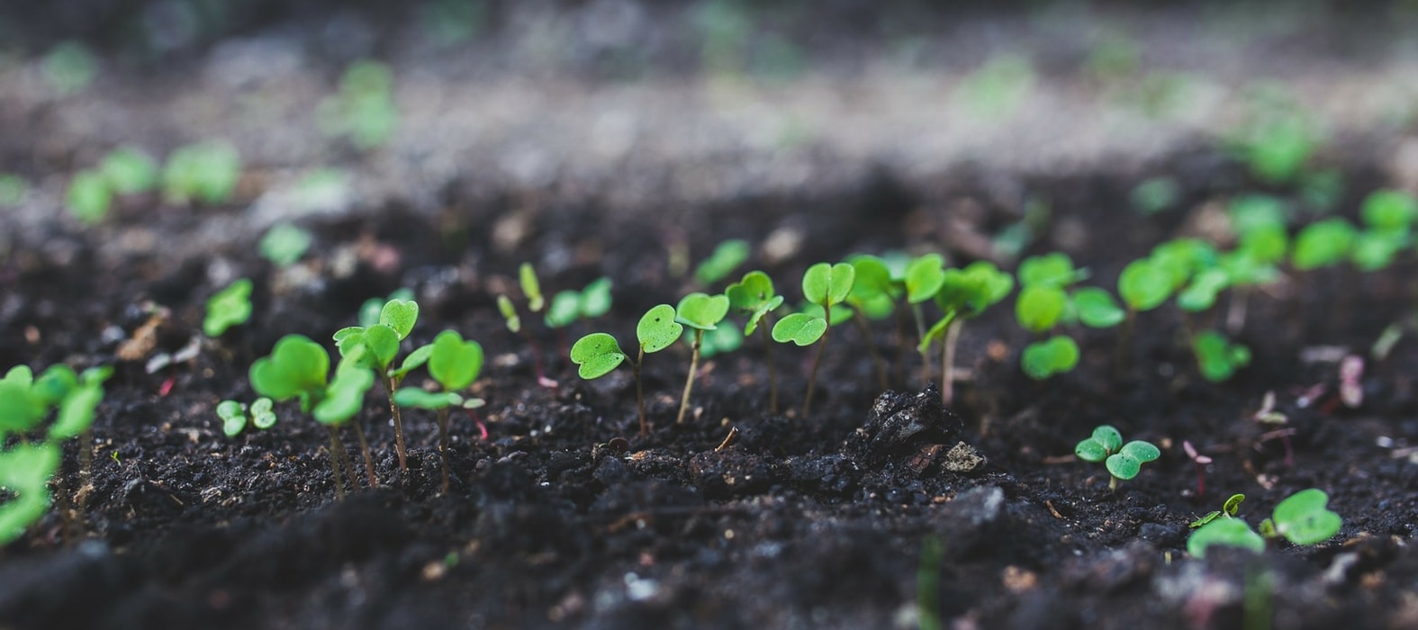 Sembrar a temperatura cálida o en cama caliente