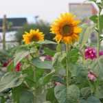 ¿Flores en el huerto? 7 plantas imprescindibles