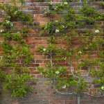 Podar los frutales en frutal en espaldera.