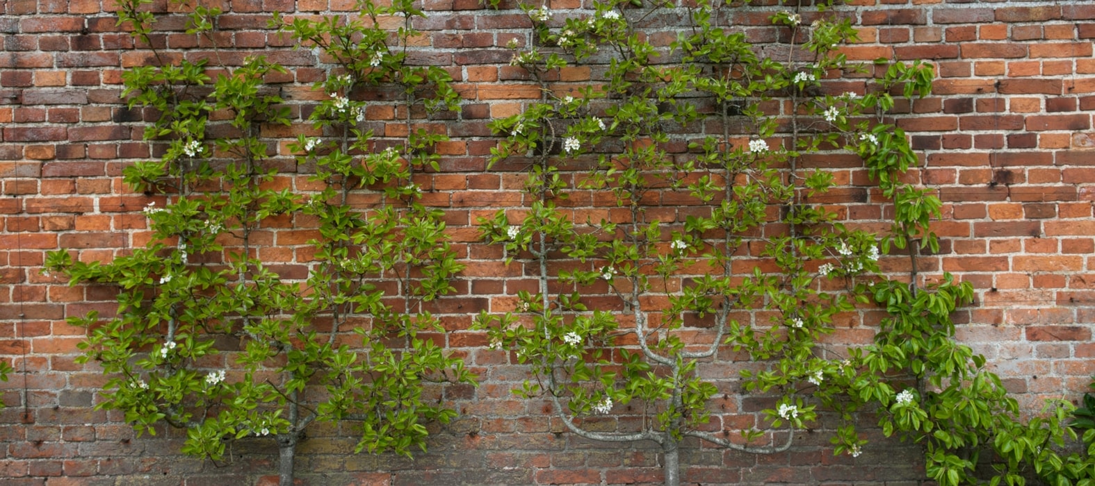 Podar los frutales en frutal en espaldera.