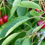 ¿Cómo proteger sus árboles frutales de las aves?