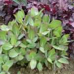 ¿Conoces el "Chelsea Chop"?