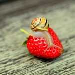 Fresas en el huerto: ¡alto al saqueo!