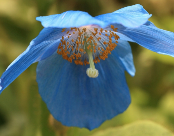 ¿Cómo cultivar con éxito la amapola del Himalaya?