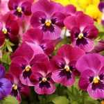 Plantar bienales en minicepellón