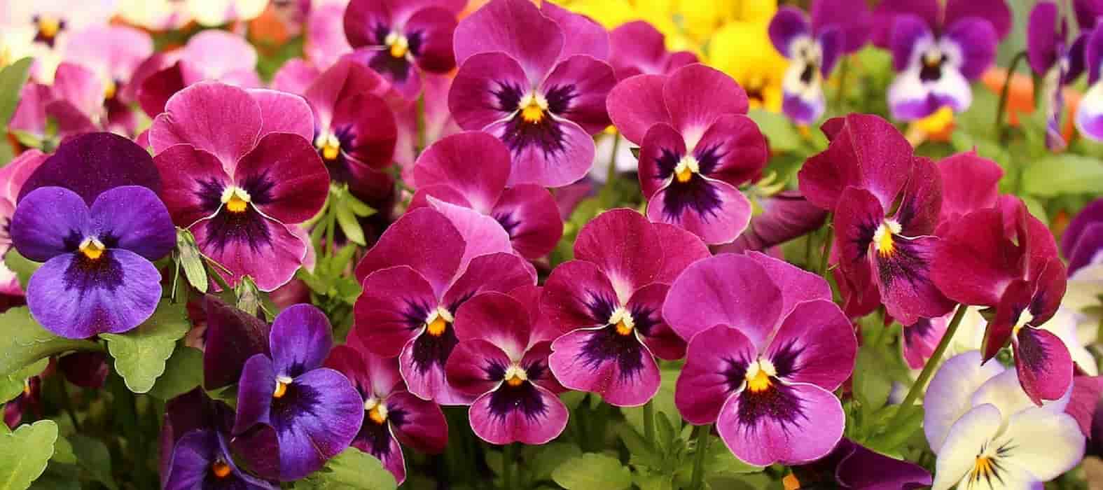 Plantar bienales en minicepellón