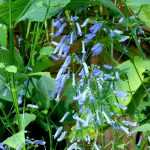 ¿Conoces Isodon longituba?